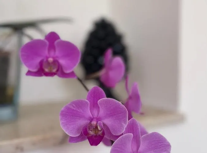 Georgiana 陶尔米纳